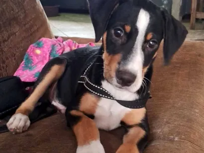 Cachorro raça SRD-ViraLata idade 2 a 6 meses nome Tchalla