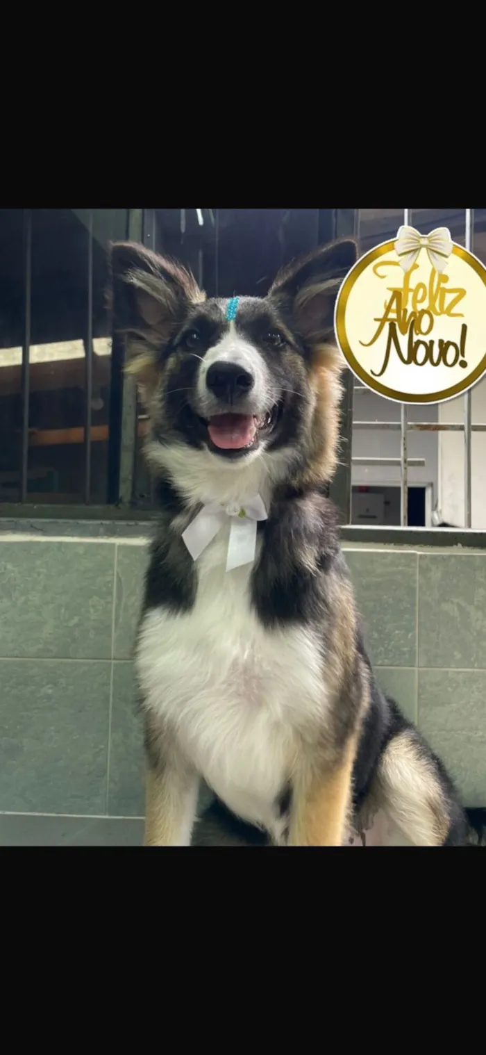 Cachorro raça Basset-Cofap idade 2 a 6 meses nome Nina