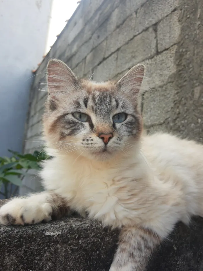 Gato raça SRD-ViraLata idade 2 a 6 meses nome Heide Jandira