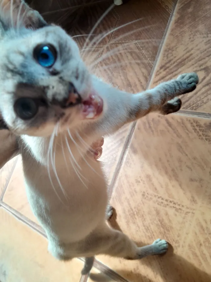 Gato raça SRD-ViraLata idade 2 a 6 meses nome Ana Paula Martins da Silva Martins