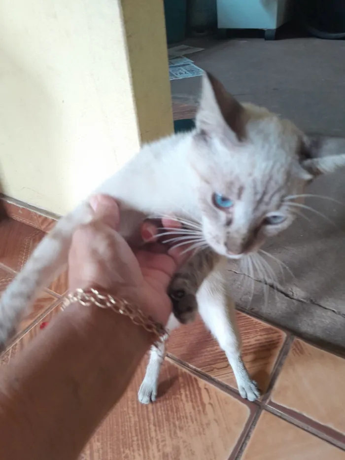 Gato raça SRD-ViraLata idade 2 a 6 meses nome Ana Paula Martins da Silva Martins