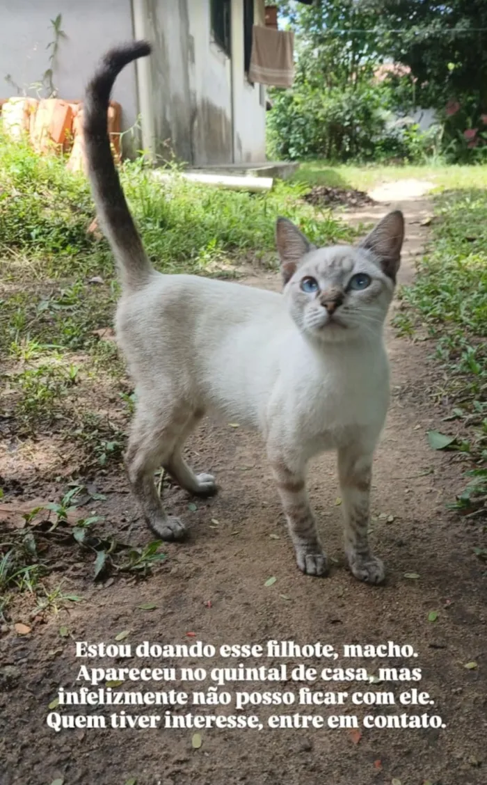 Gato raça SRD-ViraLata idade 2 a 6 meses nome Ana Paula Martins da Silva Martins