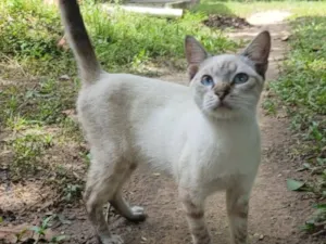 Gato raça SRD-ViraLata idade 2 a 6 meses nome Ana Paula Martins da Silva Martins