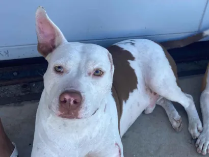 Cachorro raça Pit-Bull idade 1 ano nome Mauro