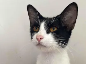Gato raça SRD-ViraLata idade 2 a 6 meses nome Lilly