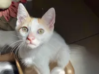 Gato raça SRD-ViraLata idade 2 a 6 meses nome Frajola e Manguito