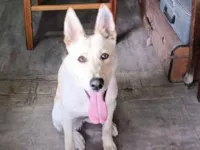 Cachorro raça SRD-ViraLata idade 1 ano nome Aurora