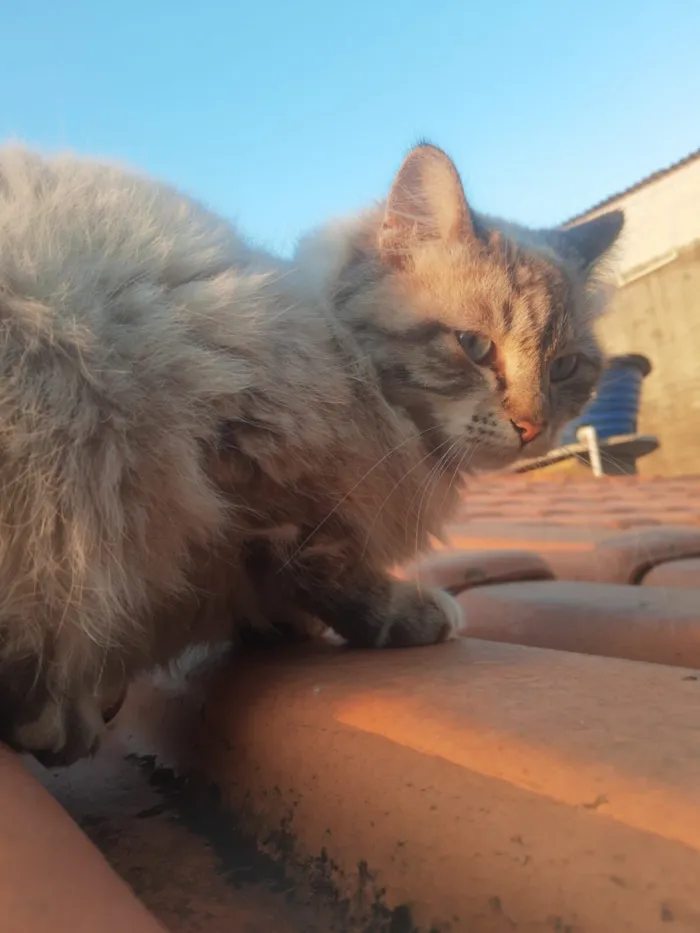 Gato raça SRD-ViraLata idade 2 a 6 meses nome Heide Jandira