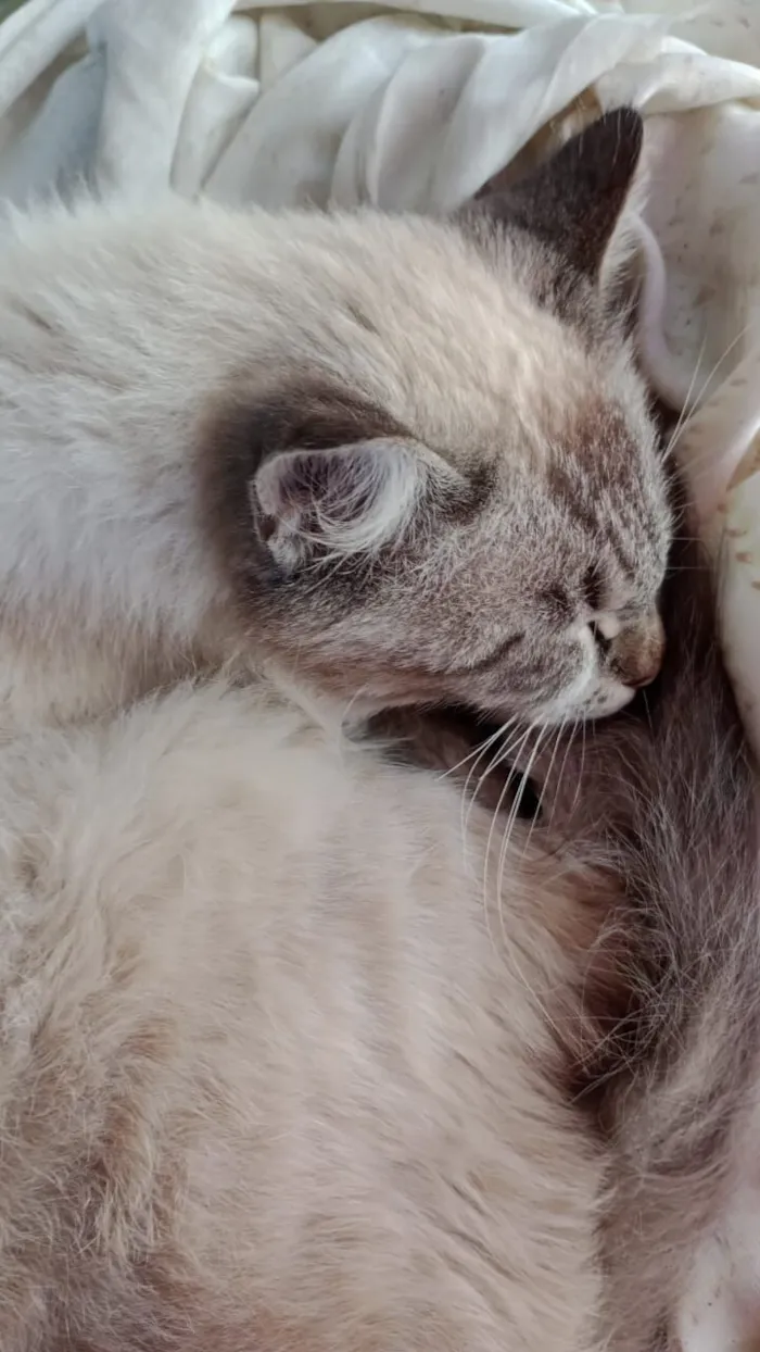 Gato raça SRD-ViraLata idade 2 a 6 meses nome Heide Jandira