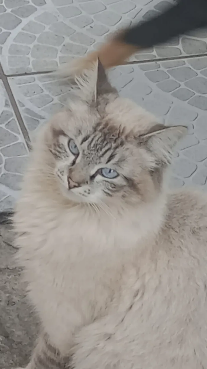 Gato raça SRD-ViraLata idade 2 a 6 meses nome Heide Jandira