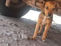 Cachorro raça SRD-ViraLata idade Abaixo de 2 meses nome Caramelo 