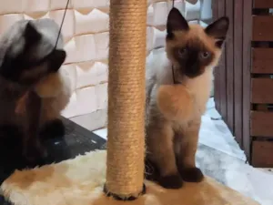 Gato raça Siamês idade 2 a 6 meses nome Miguel e Chico