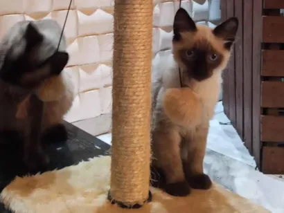 Gato raça Siamês idade 2 a 6 meses nome Miguel e Chico