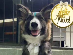 Cachorro raça Basset-Cofap idade 2 a 6 meses nome Nina