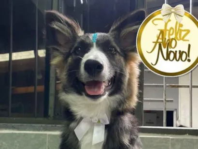 Cachorro raça Basset-Cofap idade 2 a 6 meses nome Nina