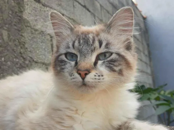 Gato raça SRD-ViraLata idade 2 a 6 meses nome Heide Jandira