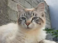 Gato raça SRD-ViraLata idade 2 a 6 meses nome Heide Jandira