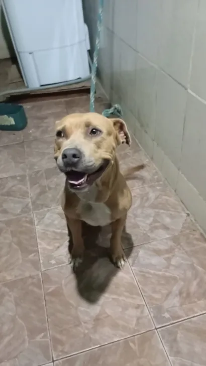 Cachorro raça Pit-Bull idade 5 anos nome Mel