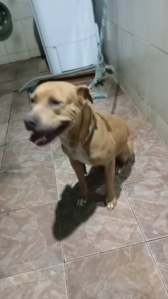Cachorro raça Pit-Bull idade 5 anos nome Mel