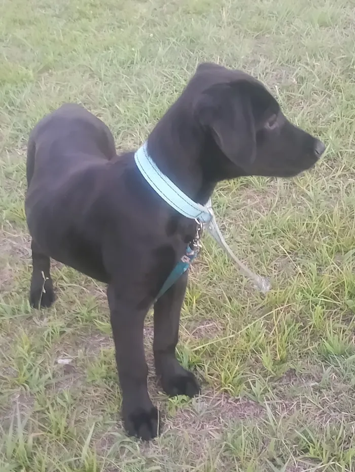 Cachorro raça SRD-ViraLata idade 2 a 6 meses nome Apolo