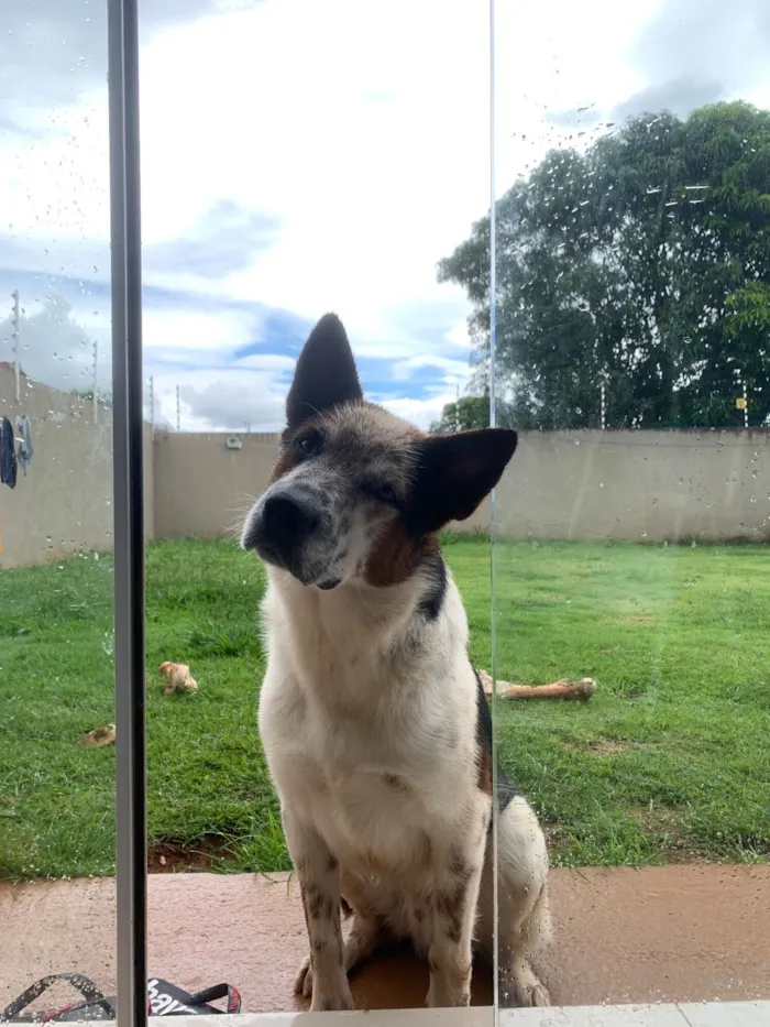 Cachorro raça Pastor Alemão idade 4 anos nome Bingo
