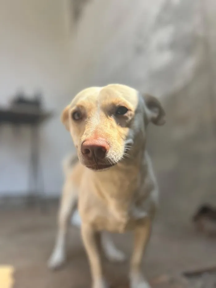 Cachorro raça SRD-ViraLata idade 1 ano nome singuer 