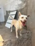 Cachorro raça SRD-ViraLata idade 1 ano nome singuer 
