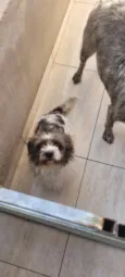 Cachorro raça SRD-ViraLata idade 2 anos nome Luck