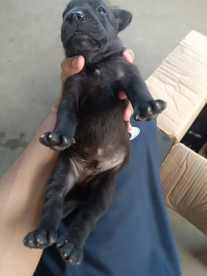 Cachorro raça SRD-ViraLata idade Abaixo de 2 meses nome Preto 1