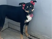 Cachorro raça SRD-ViraLata idade 2 anos nome Lua