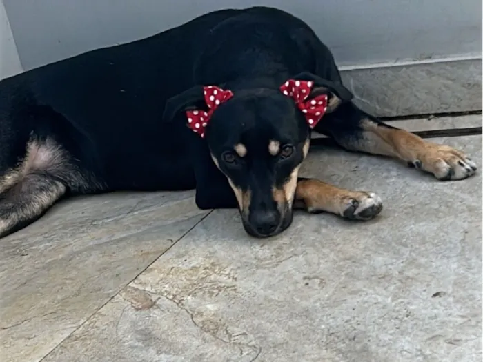 Cachorro raça SRD-ViraLata idade 2 anos nome Lua