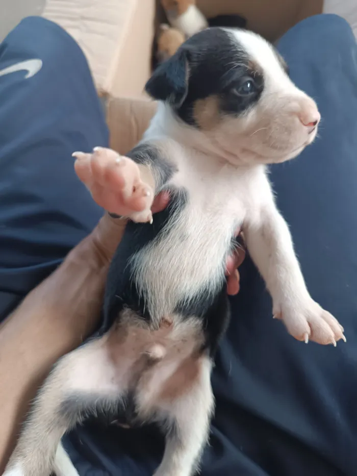 Cachorro raça SRD-ViraLata idade Abaixo de 2 meses nome Preto e Branco