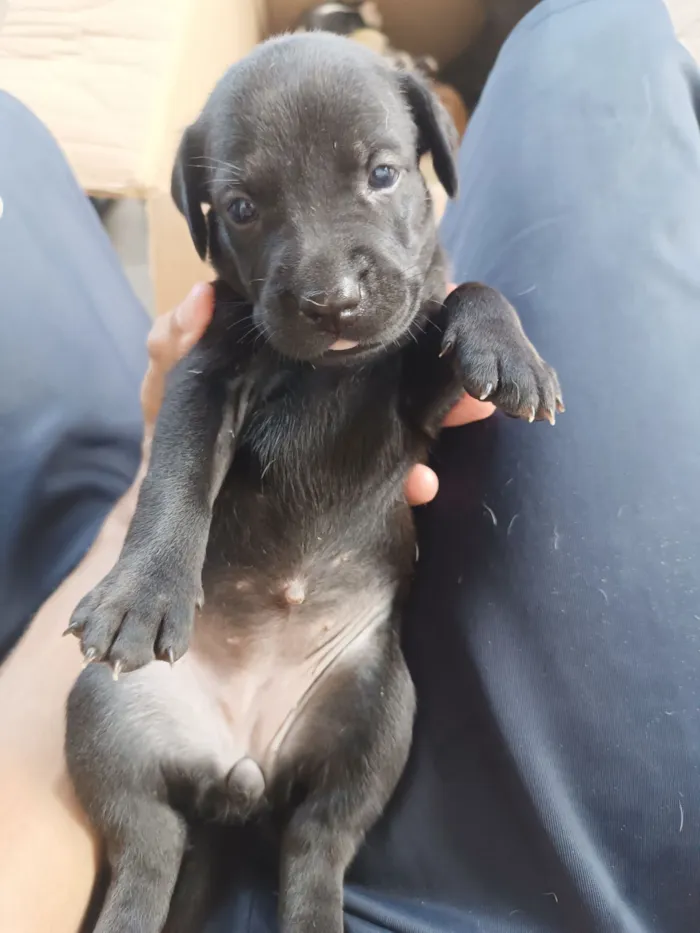 Cachorro raça SRD-ViraLata idade Abaixo de 2 meses nome Preto 2