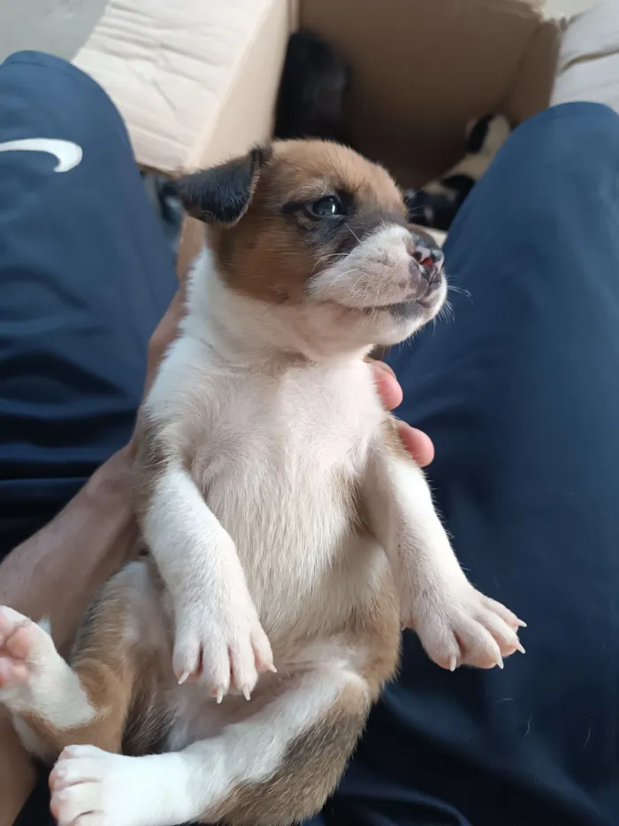 Cachorro raça SRD-ViraLata idade Abaixo de 2 meses nome Branca e Marrom