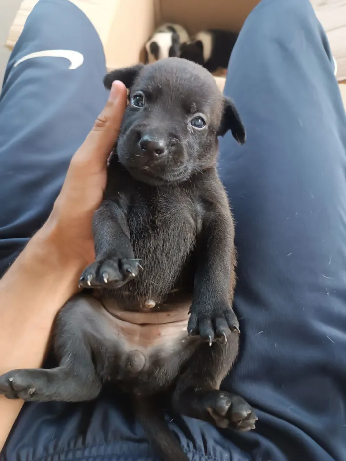 Cachorro raça SRD-ViraLata idade Abaixo de 2 meses nome Preta 4