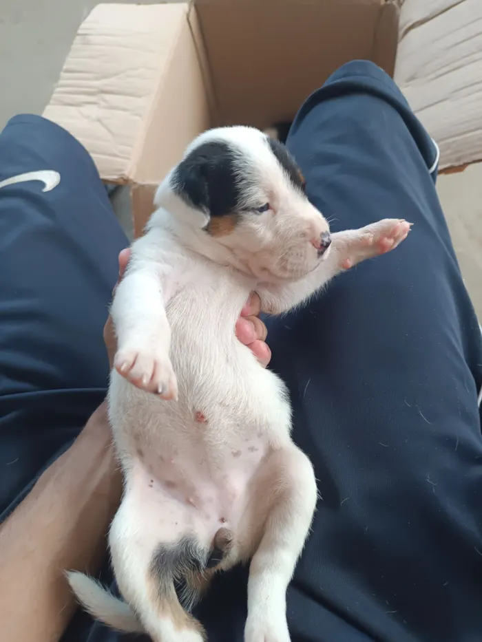 Cachorro raça SRD-ViraLata idade Abaixo de 2 meses nome Preto e Branco