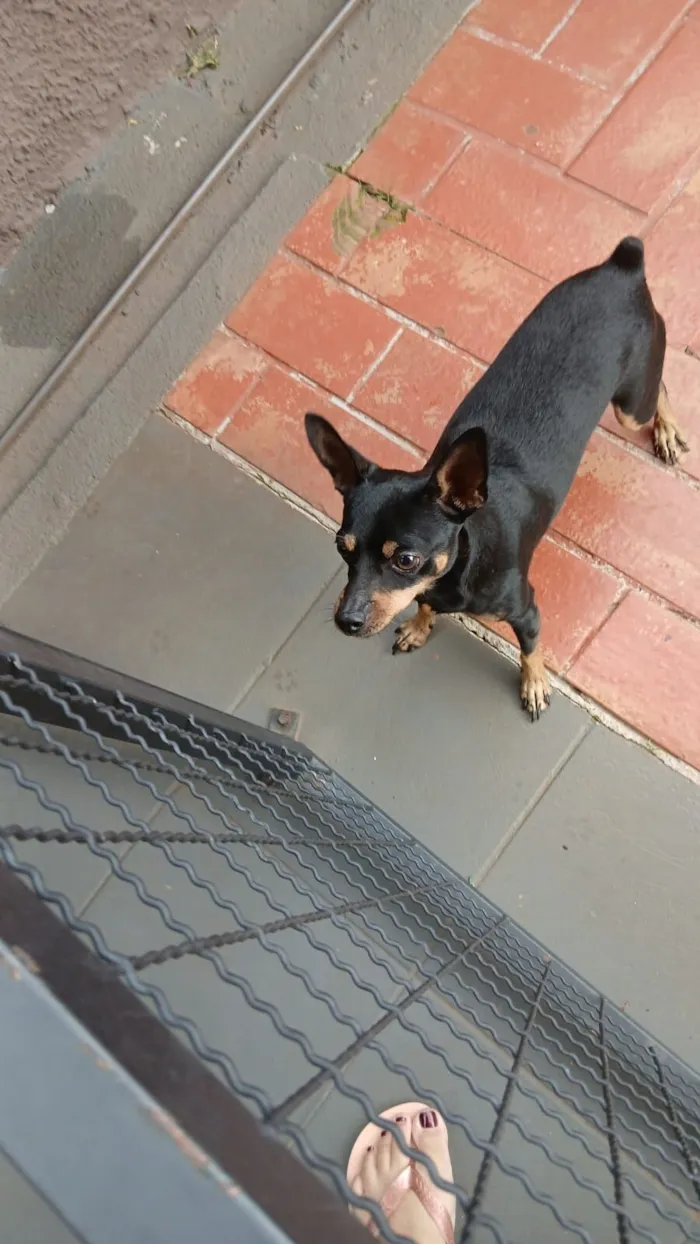 Cachorro raça Pinscher idade 2 anos nome Bobe