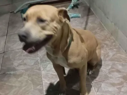 Cachorro raça Pit-Bull idade 5 anos nome Mel