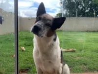 Cachorro raça Pastor Alemão idade 4 anos nome Bingo