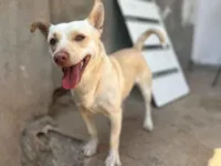 Cachorro raça SRD-ViraLata idade 1 ano nome singuer 