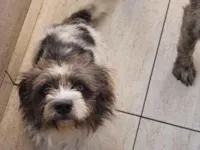 Cachorro raça SRD-ViraLata idade 1 ano nome Luck