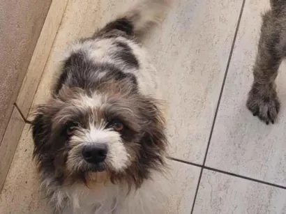 Cachorro raça SRD-ViraLata idade 2 anos nome Luck