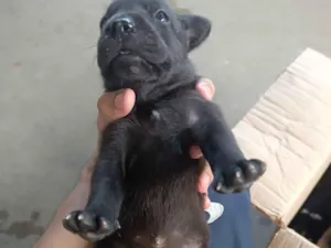 Cachorro raça SRD-ViraLata idade Abaixo de 2 meses nome Preto 1