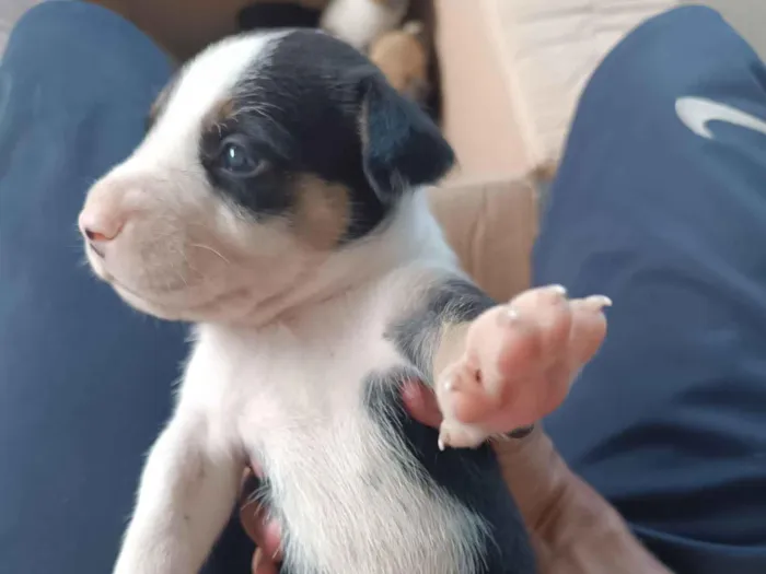 Cachorro raça SRD-ViraLata idade Abaixo de 2 meses nome Preto e Branco