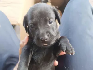 Cachorro raça SRD-ViraLata idade Abaixo de 2 meses nome Preto 2