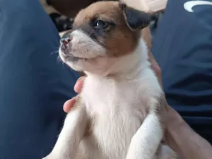 Cachorro raça SRD-ViraLata idade Abaixo de 2 meses nome Branca e Marrom