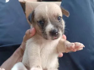 Cachorro raça SRD-ViraLata idade Abaixo de 2 meses nome Marrom Claro