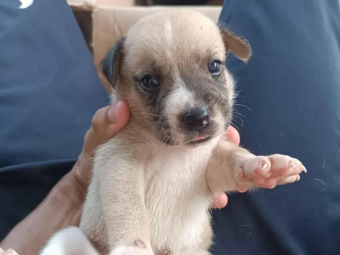 Cachorro raça SRD-ViraLata idade Abaixo de 2 meses nome Marrom Claro