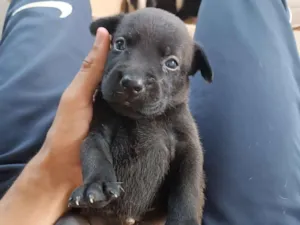 Cachorro raça SRD-ViraLata idade Abaixo de 2 meses nome Preta 4
