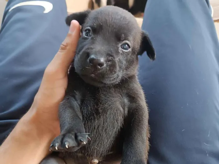 Cachorro raça SRD-ViraLata idade Abaixo de 2 meses nome Preta 4